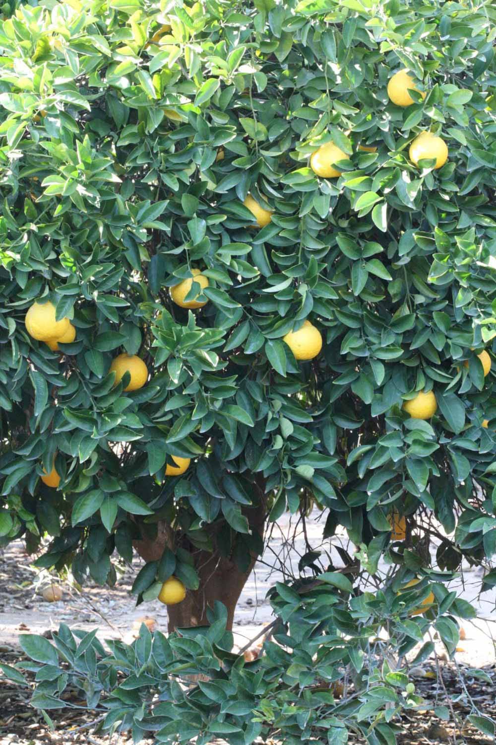              Habit (Riverside, CA)       